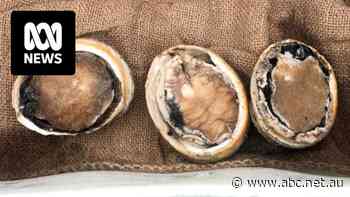 Deadly virus brings $4 million abalone industry to a standstill