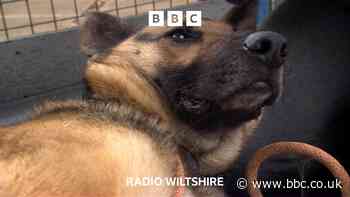 Dog tied up in graveyard recovering in Wiltshire