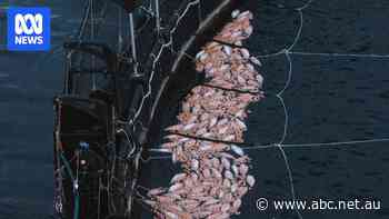 Salmon industry apologises for 'unprecedented' mortality event, pledges changes