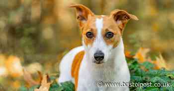 'Avoid this plant at all costs' if you have a dog or cat