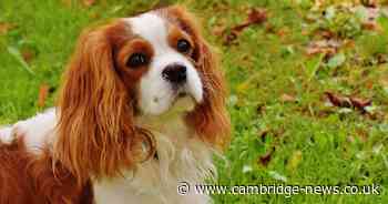 Pet owners warned of 'most dangerous' plant in their gardens