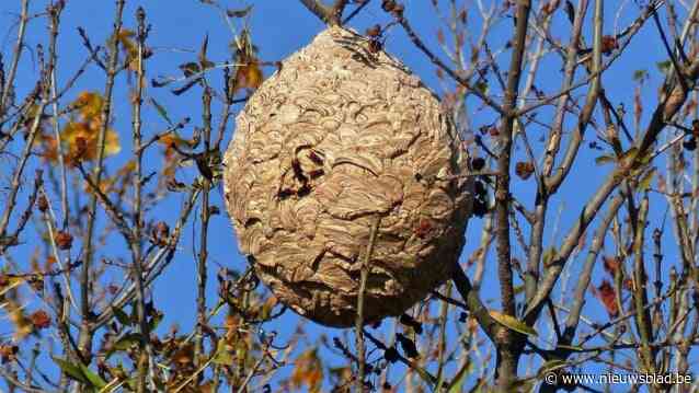 Duffel zet strijd verder tegen Aziatische hoornaar, Groen pleit voor duidelijkere info