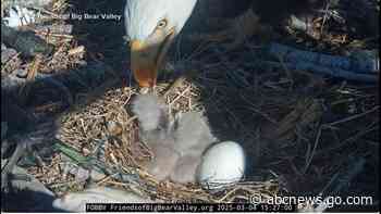 WATCH:  Famous bald eagles welcome eaglets