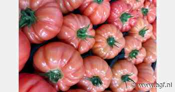 Eerste Velvet Rose tomaten van 2025 geveild
