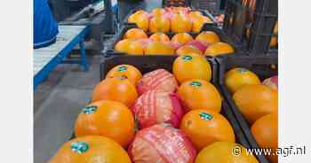 Sterke prijsschommelingen voor Egyptische Valencia sinaasappelen