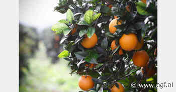 "Prijzen sinaasappelen en mandarijnen behoorlijk stabiel"