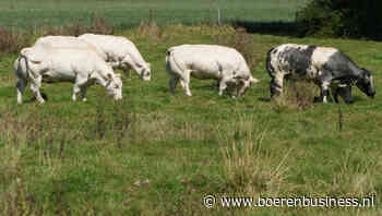 MKZ-besmetting op rundveebedrijf Hongarije