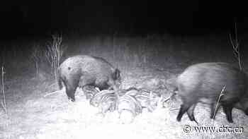 Prof says trapper's boar kill shows 'tsunami of wild pigs' is encroaching on northern Sask.
