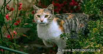 Landscaper says bananas 'humanely' stop cats pooing in gardens