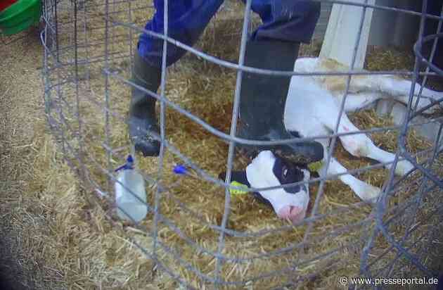 Razzia auf Skandalhof in Bad Grönenbach / SOKO-Tierschutz-Recherche beweist katastrophale Zustände