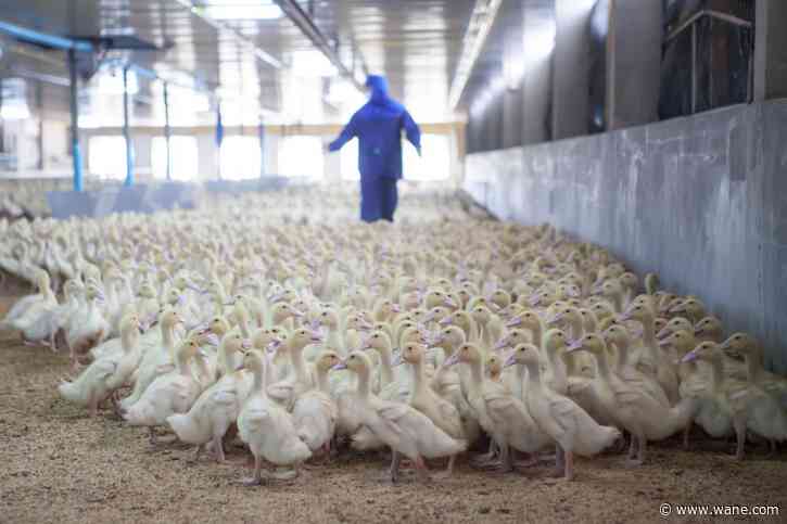 Bird flu detected in Adams County, again