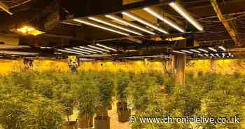 North East police seize over £3m worth of cannabis plants and arrest ten in drug crackdown