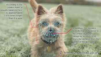 Revealed: The world's most beautiful dog, according to science