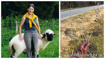 Weideprojekt vom Bund Naturschutz: Sicherheit der Tiere gefährdet