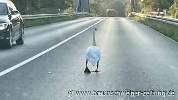 Gesperrte Kanalbrücke Denstorf – für Jahre keine Zweispurigkeit mehr