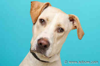 Adoptable Pet of the Week: Laufer