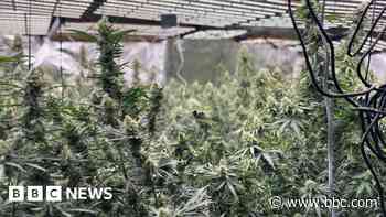 Drugs worth £1.7m seized as 10 cannabis farms found