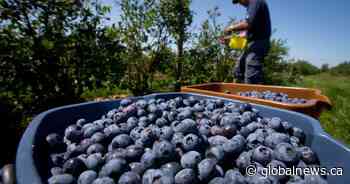 B.C. farmers remain ‘resilient’ amid looming U.S. tariff threat