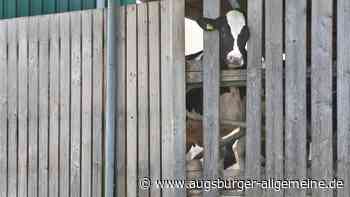 Tierschutzskandal auf Bauernhöfen: Wieder Durchsuchungen im Unterallgäu