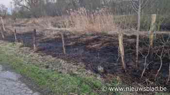 Bermbrandje langs Jeker in Tongeren: strook van 50 meter struiken vernield