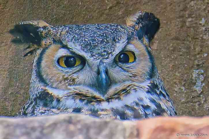 Athena the Owl nesting at Lady Bird Johnson Wildflower Center for 13th year