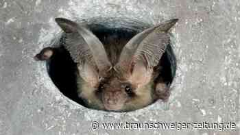 Mit „Fledermausvirus infiziert“: Hobbyfotograf wird zum Fledermausberater