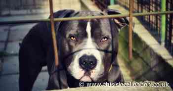 Pit Bull put down after it attacked Erith student who was trying to save his dog
