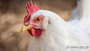 Health officials suspect avian flu after 'large number' of wild bird deaths in Peel Region