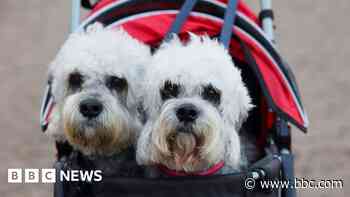 Dogs smarten up as crowds flock to Crufts