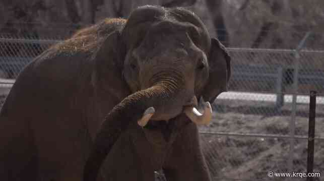 Elephant at ABQ BioPark successfully treated for tuberculosis