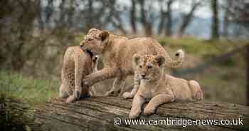 'Exciting milestone' for adorable lion cubs at zoo near Cambridgeshire