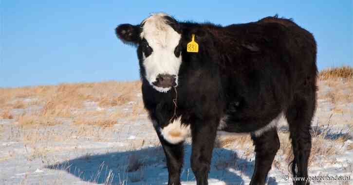 LIVE VS | Wetenschappers VS de straat op tegen maatregelen Trump: ‘Levensreddend onderzoek bedreigd’