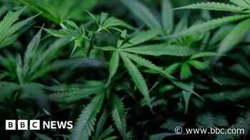 Police seize £1m worth of cannabis in raids