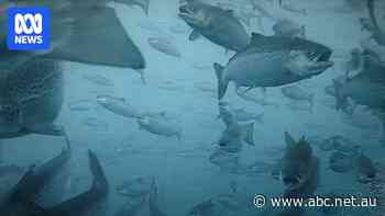 RSPCA suspends Huon Aquaculture certification over live fish disposal