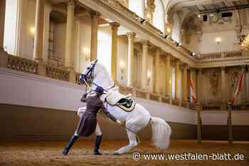 Reitkunst und Anmut der Lipizzaner