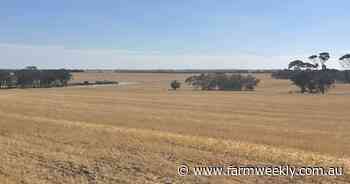The trees tell the story of soils with strength and fertility at Tincurrin