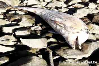 Dode dolfijn aangespoeld aan Scheldekaai