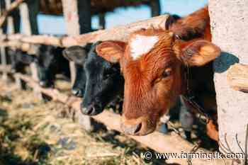 Defra bans Hungary and Slovakia imports after foot-and-mouth case