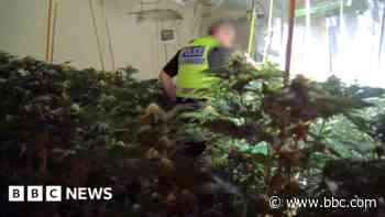 Cannabis with a street value of £8.7m seized