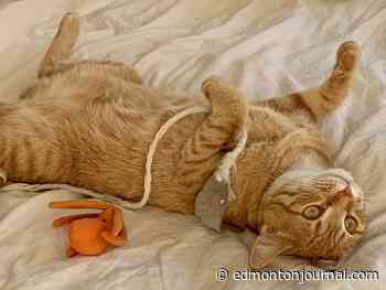 Three to See Edmonton Events: Pet Expo, Shy Woman and Nathaniel Rateliff