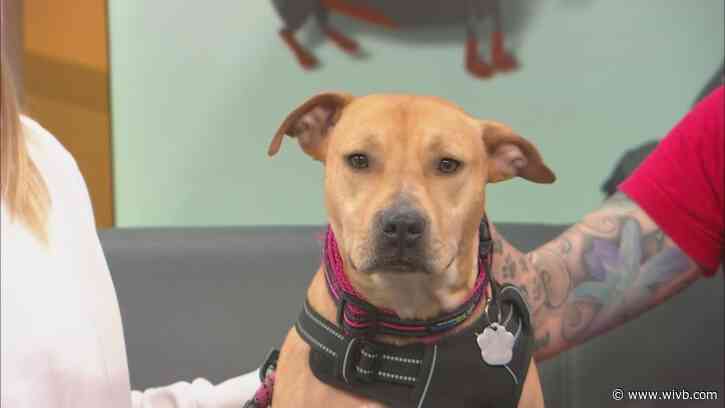 1-year-old Heidi is looking for her forever home