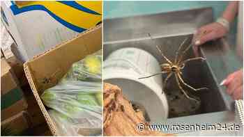 In der Bananenkiste: Riesen-Spinne in Rosenheimer Supermarkt – Wie gefährlich ist sie?