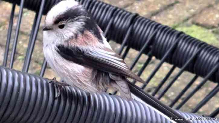 Staartmees vecht tegen eigen spiegelbeeld in raam en spiegel