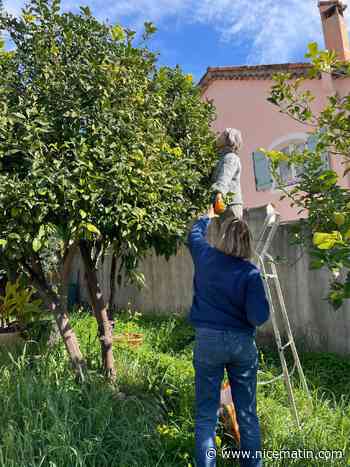 À Villeneuve-Loubet, cette association cueille vos fruits en trop pour éviter qu’ils soient gaspillés