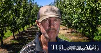 ‘Maggots in the fruit’: Orchards under attack as pest prevention funds shrink