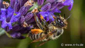 Hallo Frühling!: Erste Schritte für den naturnahen Garten