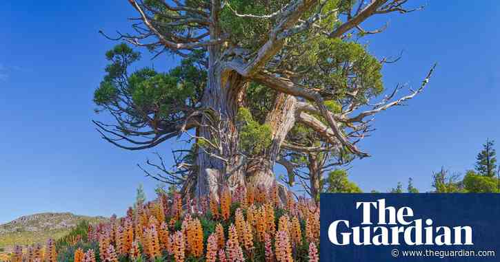 Jurassic-era trees have grown in Tasmania for millions of years. Now they face their biggest threat: fire