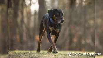 „Das Tierheim stresst ihn sehr“: Hund Klaus sucht immer noch ein Zuhause