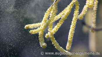 Umweltmedizinerin zur Heuschnupfensaison: „Der Pollen selbst wird aggressiver“