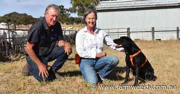 Leroy the labrador hot on the scent of footrot